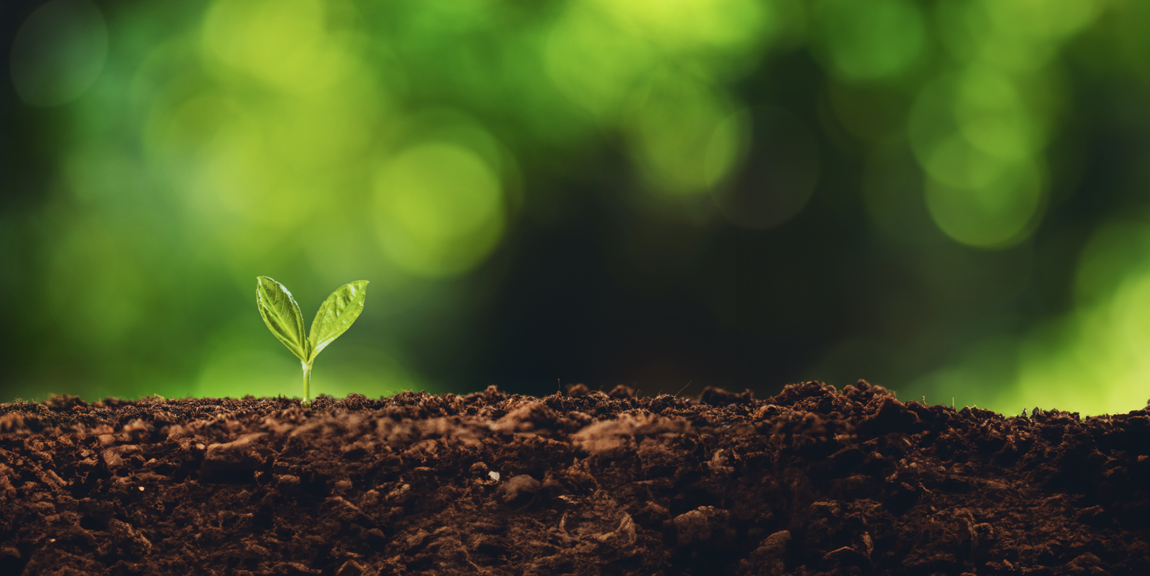 Soil with a flower growing